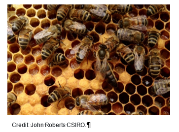 Bee hive with bees and honeycomb - Photo credit John Roberts, CSIRO.