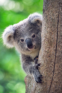 Image of Koala sitting in a tree to exemplify Australia’s unique native fauna.