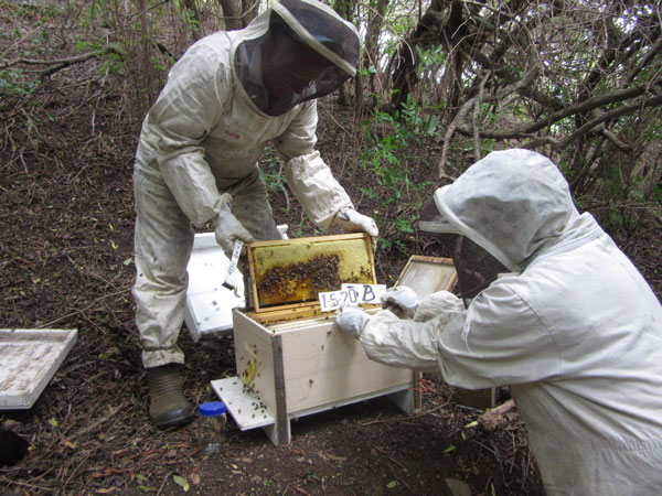 beekeepers tending hives