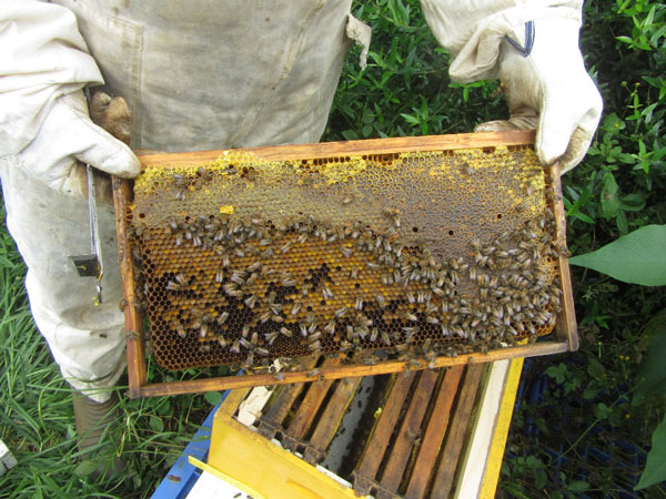 beekeepers tending hives