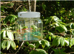 Lynfield trap with three dental wicks containing methyl eugenol and maldison and dichlorvos killing strip in the base of the trap