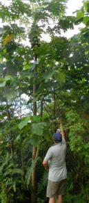 Trap in feral Papaya