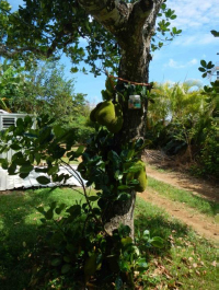 Trap on Jackfruit in Silver City