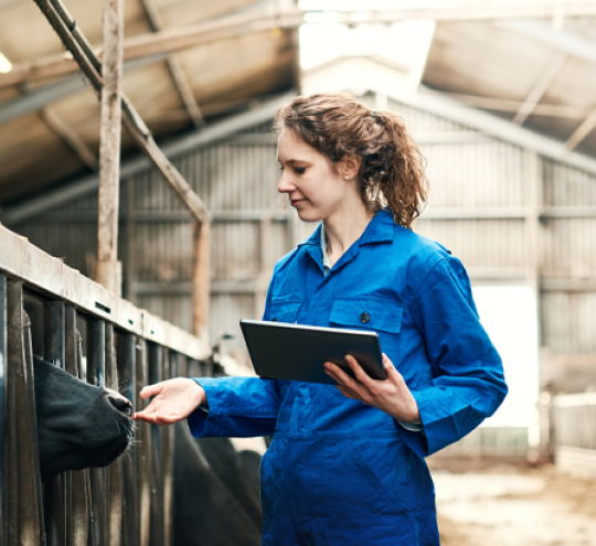 Female farmer wearing blue overalls consults a tablet device while tending cattle in a shed.