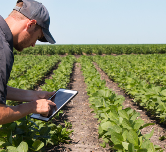 Farmer using a tablet in a field