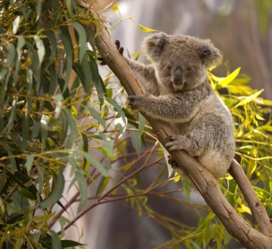 Koala Bear on a eucalyptus tree