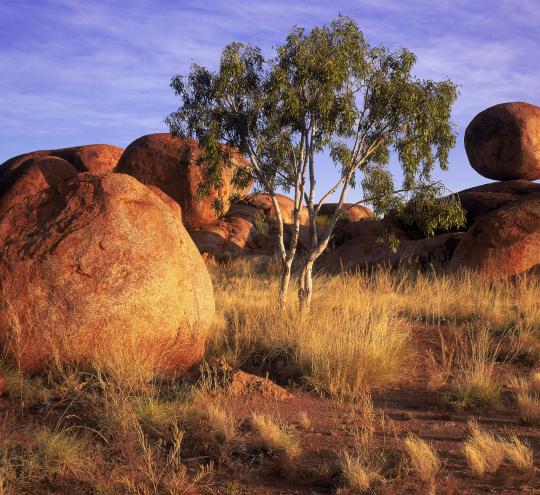 The Kata Tjuta Olgas glowing orange at sunset with a purple sky behind them and a eucalyptus tree among them.