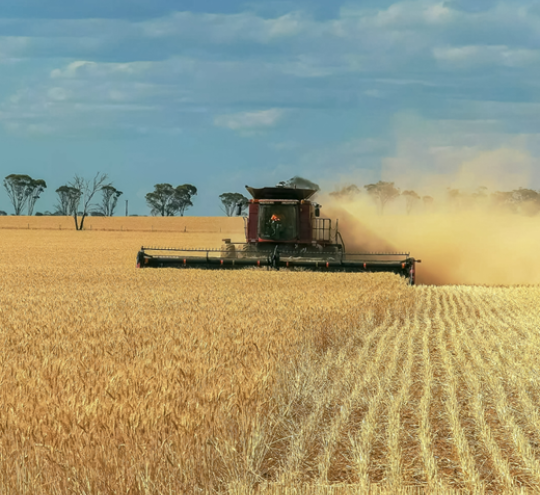A header being used on a Western Australian wheat farm to harvest grain