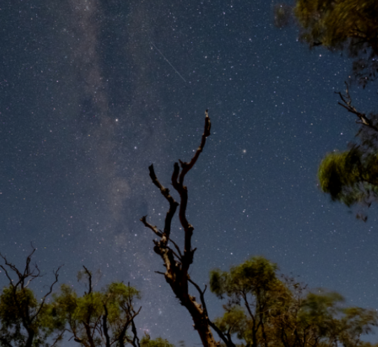 Stars and the Milky Way over eucalyptus trees in the Australian outback.