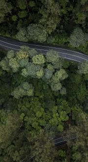 An image of a white car driving along a winding road amongst a forest canopy of various green trees.