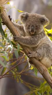 Koala Bear on a eucalyptus tree