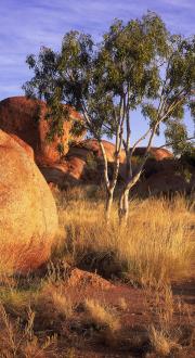 The Kata Tjuta Olgas glowing orange at sunset with a purple sky behind them and a eucalyptus tree among them.