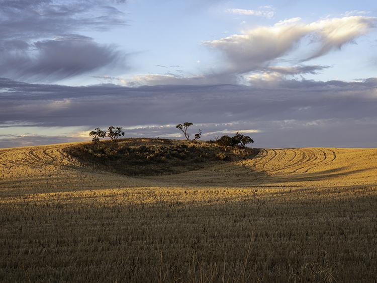 Photo of a landscape in Victoria's Wimmera region.