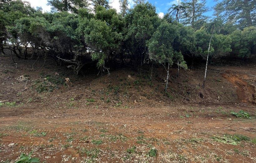 Selwyn Reserve Clearing
