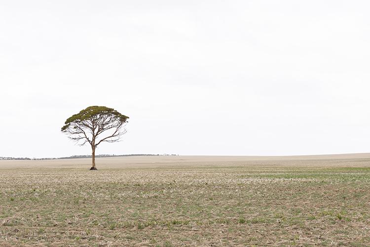 Photo of landscape in Western Australia's Wheatbelt region.