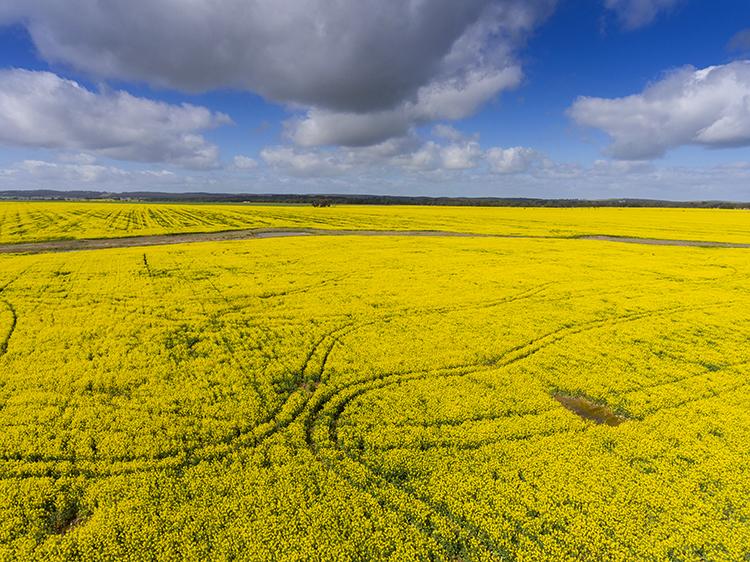A canola field in full bloom in Victoria's Wimmera Southern Mallee region.